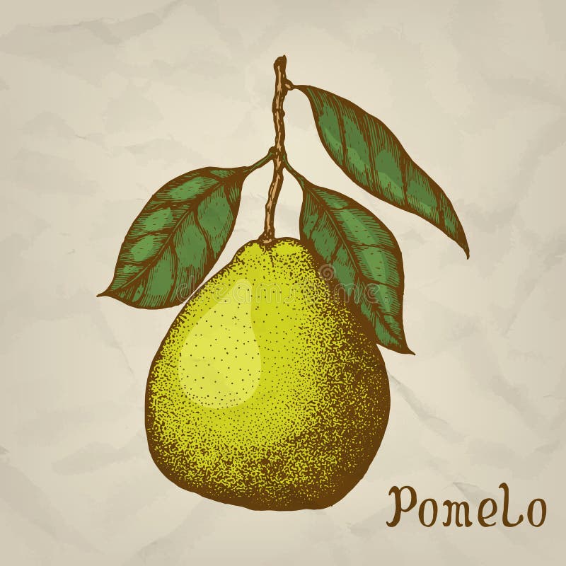 Pomelo. Vector Hand Drawn Illustration. Stock Vector Illustration of
