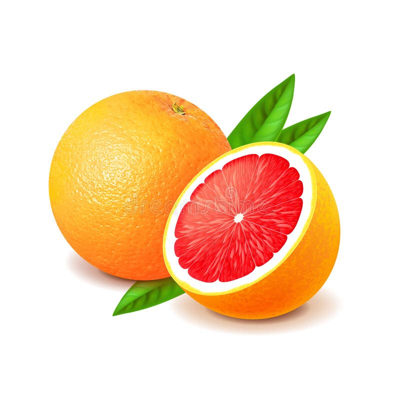 Pomelo Ilustraciones Stock, Vectores, Y Clipart (25,381 Ilustraciones