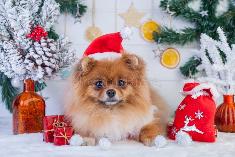Pomeranian in abbigliamento di Santa su un fondo delle decorazioni di Natale fotografia stock libera da diritti Pomeranian in abbigliamento di Santa su un fondo delle decorazioni di Natale fotografia stock libera da diritti