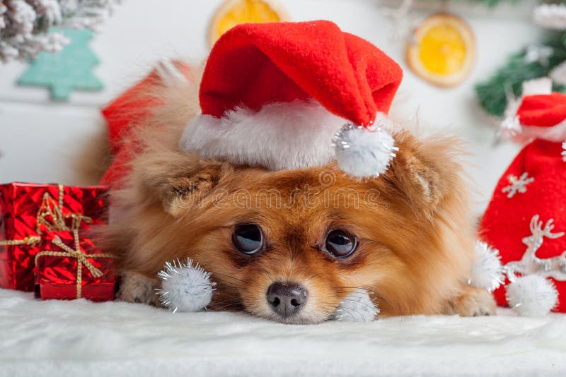 Pomeranian in abbigliamento di Santa su un fondo delle decorazioni di Natale immagini stock libere da diritti Pomeranian in abbigliamento di Santa su un fondo delle decorazioni di Natale immagini stock libere da diritti