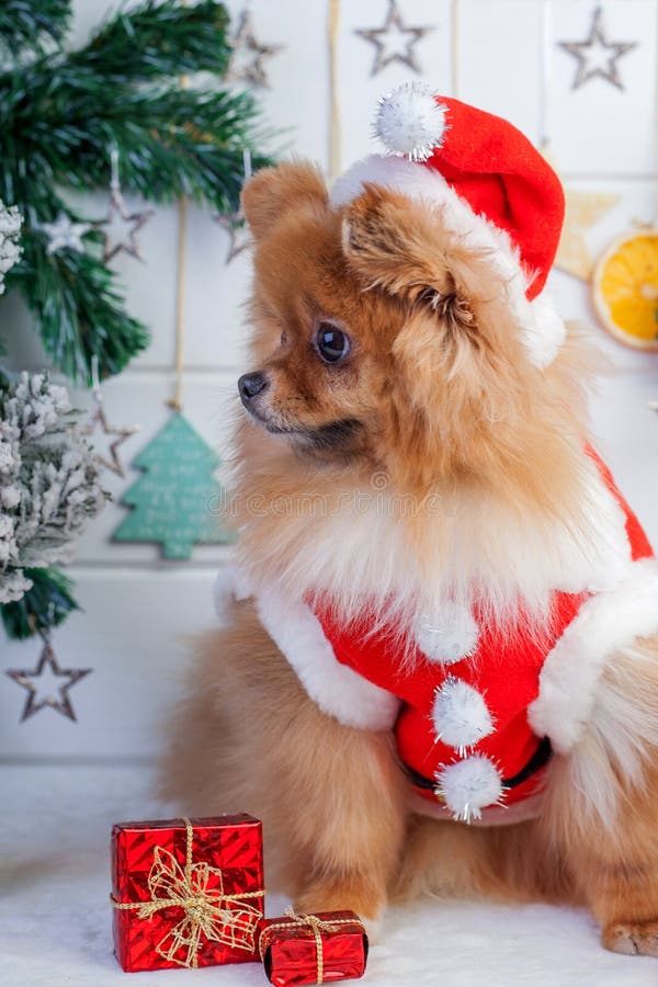 Pomeranian in abbigliamento di Santa su un fondo delle decorazioni di Natale fotografie stock libere da diritti Pomeranian in abbigliamento di Santa su un fondo delle decorazioni di Natale fotografie stock libere da diritti