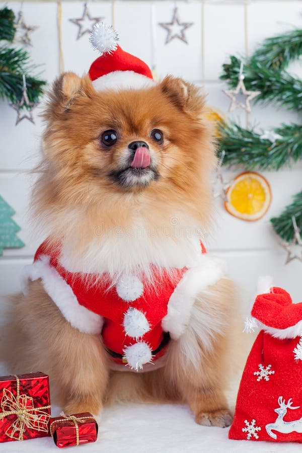 Pomeranian in abbigliamento di Santa su un fondo delle decorazioni di Natale immagine stock Pomeranian in abbigliamento di Santa su un fondo delle decorazioni di Natale immagine stock