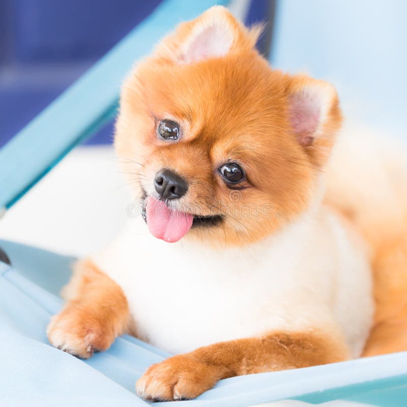 Pomeranian on Canvas Bed stock photo. Image of looking 45083794