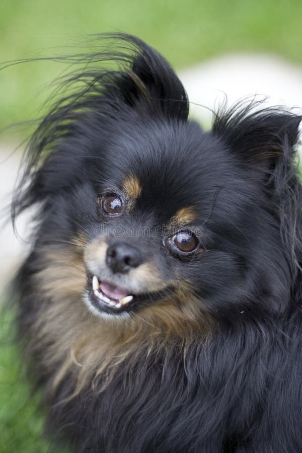 krans Kemiker ophavsret 883 Pomeranian Chihuahua Stock Photos - Free & Royalty-Free Stock Photos  from Dreamstime