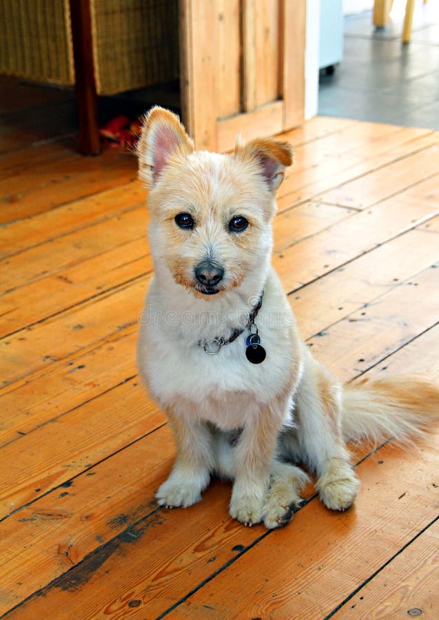 Pomeranian cross breed dog coton de tulear