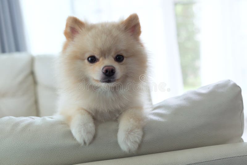 White puppy pomeranian dog cute pet happy smile in home with seat sofa furniture interior decor in living room