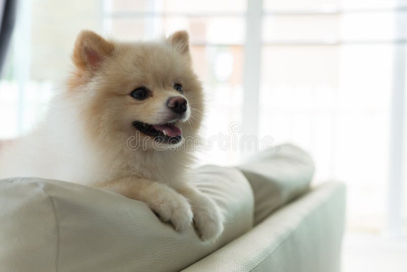 White puppy pomeranian dog cute pet happy smile in home with seat sofa furniture interior decor in living room