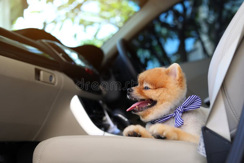 Pomeranian dog cute pet sitting in vehicle car travel road trip. Pomeranian dog cute pet sitting in vehicle car travel road trip