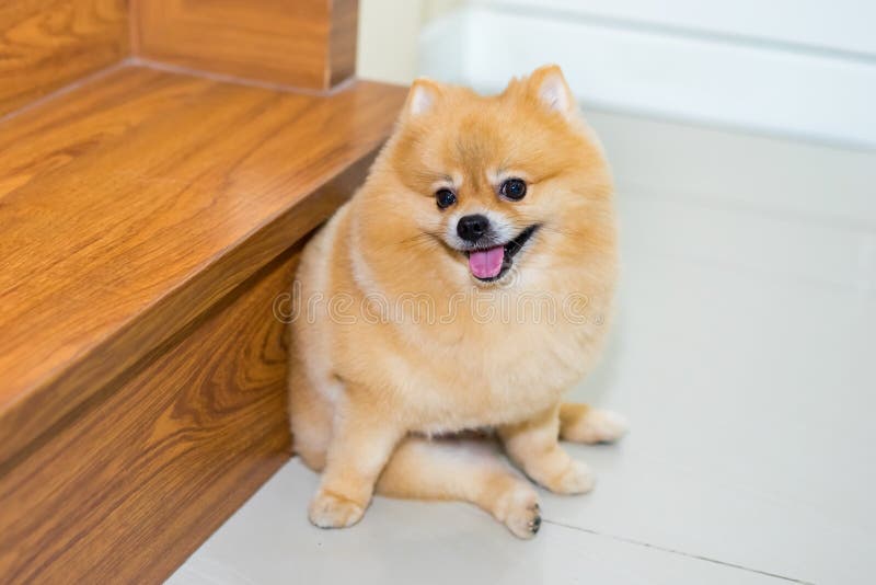 Pomeranian Dog Cute Pets Short Hair Style in Home, Selective Focus on Eye  Stock Image - Image of family, action: 101748727