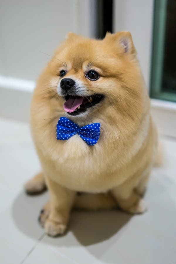 https://thumbs.dreamstime.com/b/pomeranian-dog-cute-pets-short-hair-style-home-selective-foc-pomeranian-dog-cute-pets-short-hair-style-home-selective-focus-101748880.jpg