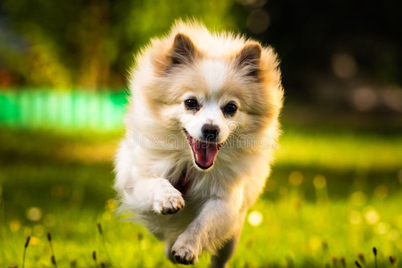 Beschrijven Materialisme elke dag Pomeranian Dog German Spitz Klein Running Towards Camera Stock Image -  Image of nature, animal: 155649617