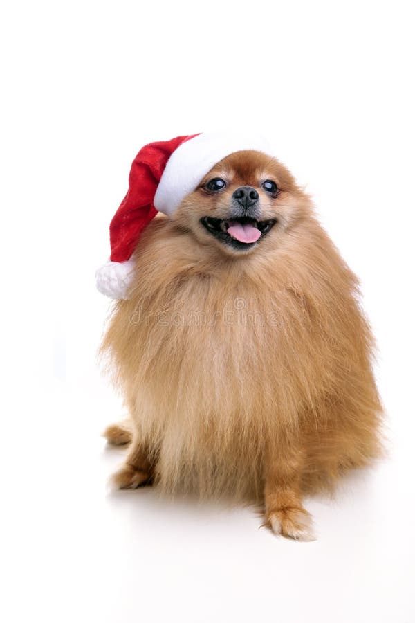 Pomeranian dog in a hat of Santa Claus symbol of the new year 2 stock image Pomeranian dog in a hat of Santa Claus symbol of the new year 2 stock image