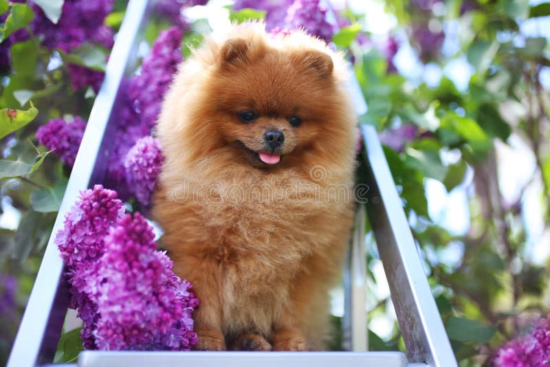 Pomeranian Dog In Lilac Bushes. Lilac. Beautiful Dog. Fluffy Dog Stock