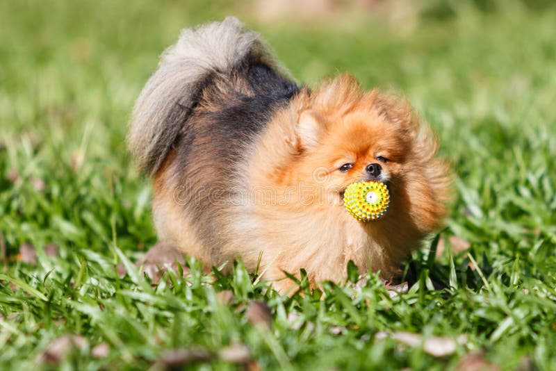 Pomeranian dog playing with a ball toy on green grass in the gar