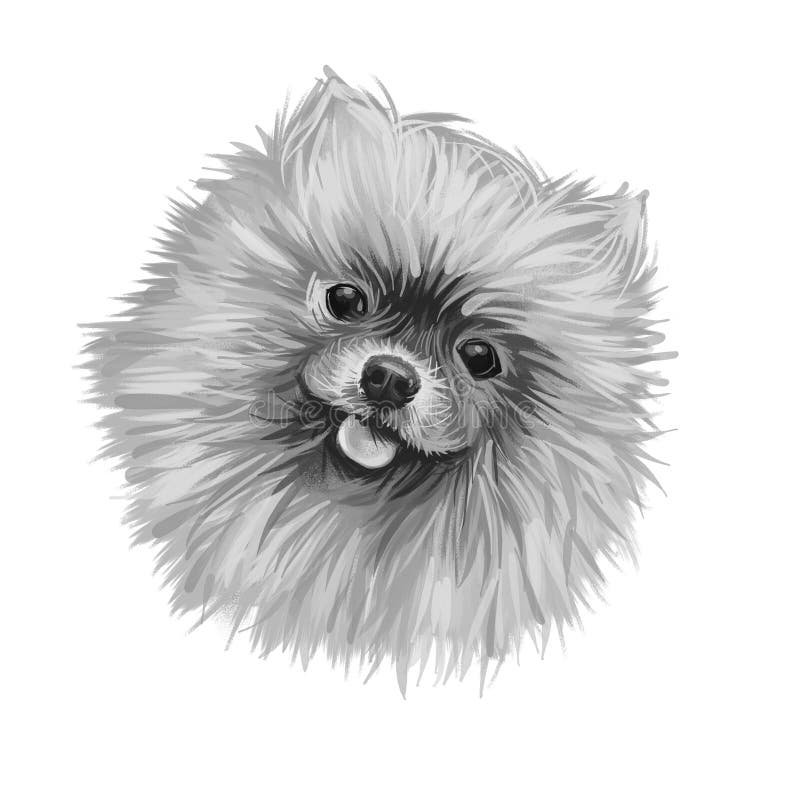 Pomeranian Dog Portrait Isolated on White. Digital Art Illustration of ...