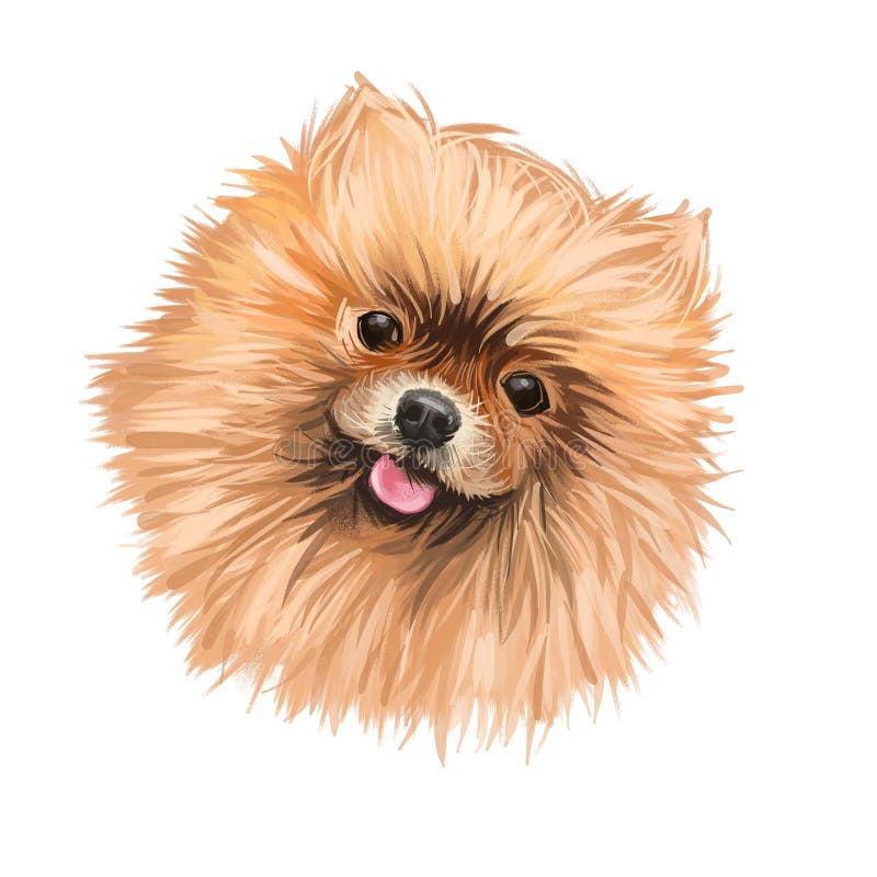 Pomeranian Dog Portrait Isolated on White. Digital Art Illustration of ...