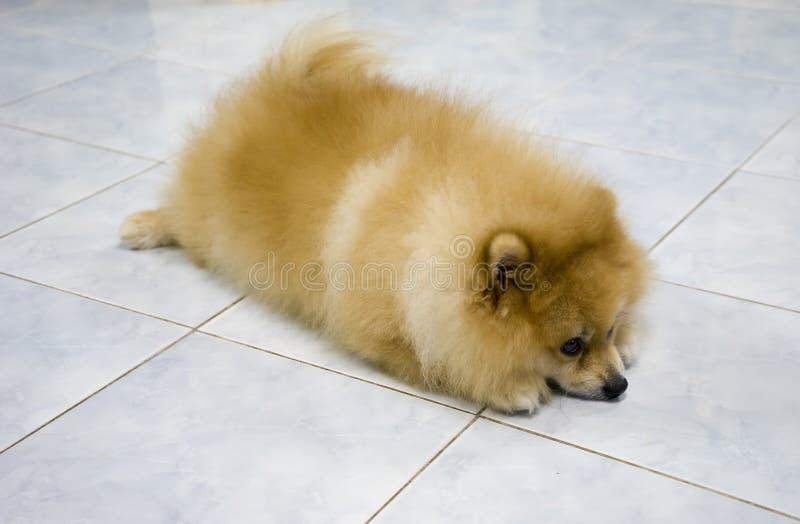 pomeranian sleeping