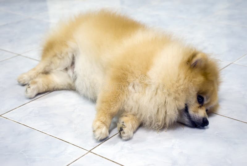 pomeranian sleeping