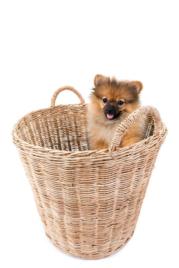 Pomeranian Dog Stading Basket Stock Photos Free & RoyaltyFree Stock