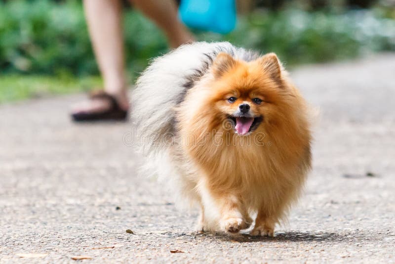 Pomeranian Dog Walking on Green Grass in the Garden Stock Image Image of garden, beautiful
