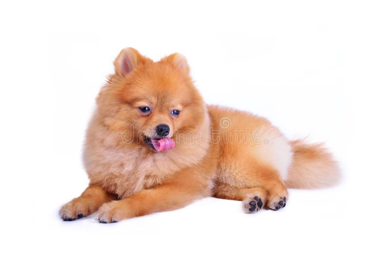 Pomeranian dog royalty free stock image