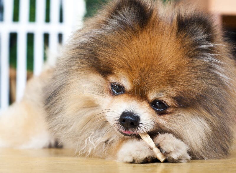 Pomeranian enjoy its food. stock image. Image of charming 25155901