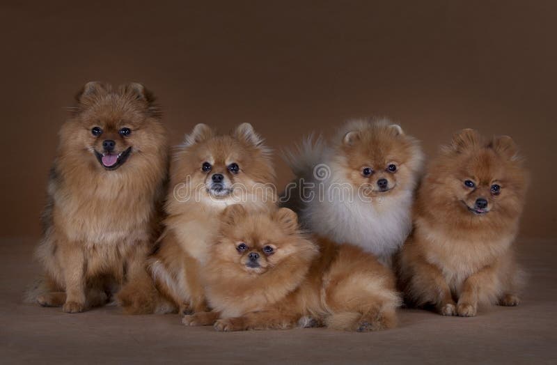 family pomeranians
