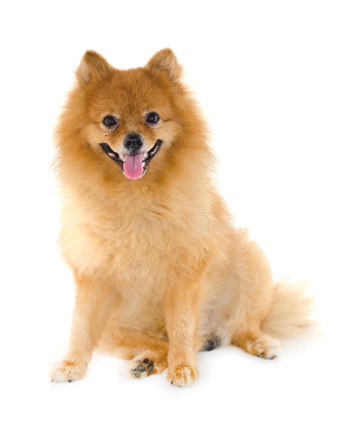 Pomeranian-Hund lizenzfreie stockbilder Pomeranian-Hund lizenzfreie stockbilder