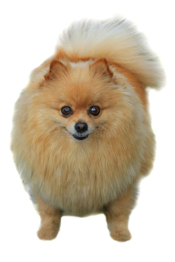 Pomeranian Hund stockfoto Pomeranian Hund stockfoto
