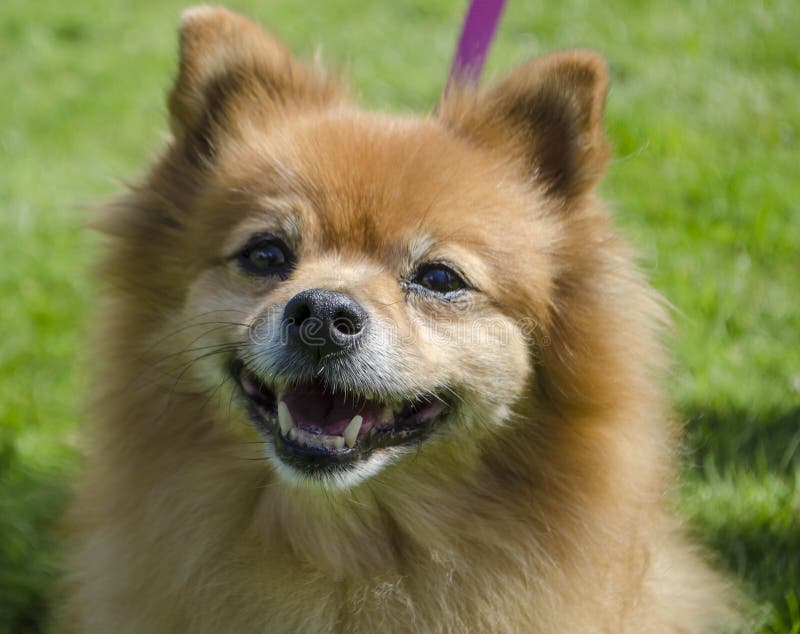 Pomeranian Hund stockbild. Bild von draußen, glücklich 98068875