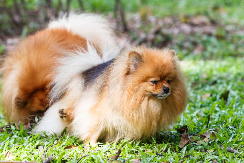 PomeranianHund, Der Auf Gras Pinkelt Stockbild Bild von