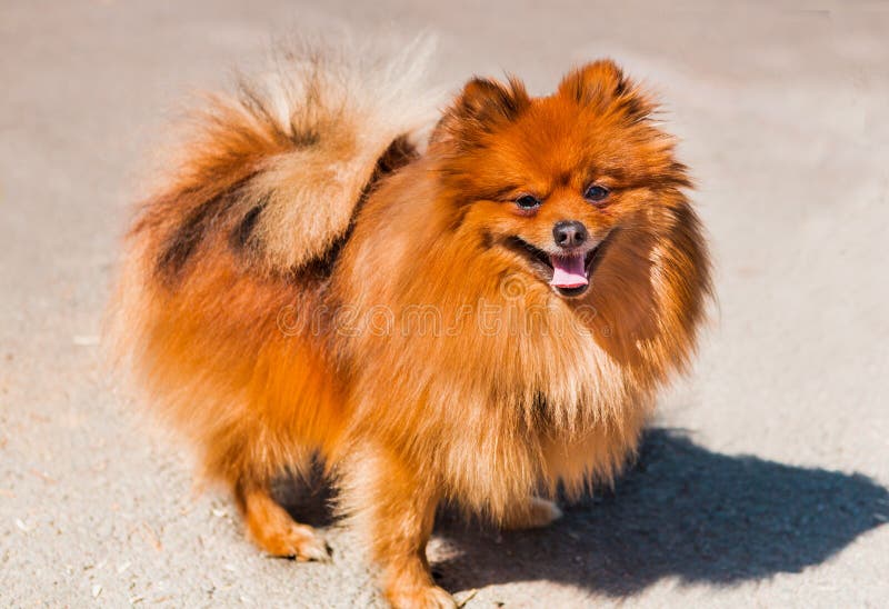 Pomeranian hund för husdjurdjur arkivbild Pomeranian hund för husdjurdjur arkivbild