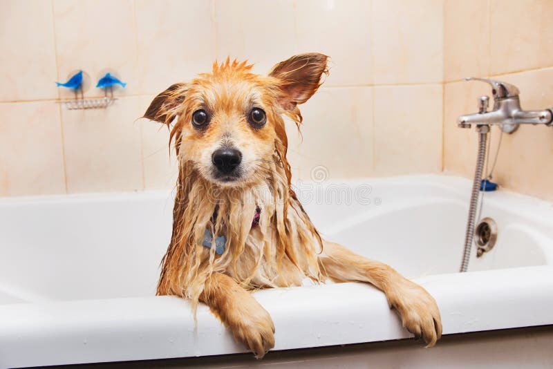 Pomeranian-Hund im Badezimmer Spitzhund im Waschvorgang mit Shampooabschlu? oben stockbild Pomeranian-Hund im Badezimmer Spitzhund im Waschvorgang mit Shampooabschlu? oben stockbild
