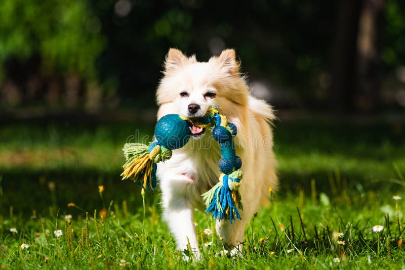 owalo design Spielzeug Fur Kleine Hunde