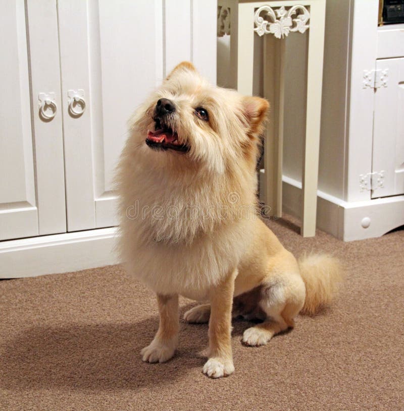 Pomeranian Lion Dog Coton De Tulear Stock Photo Image of guard, brown