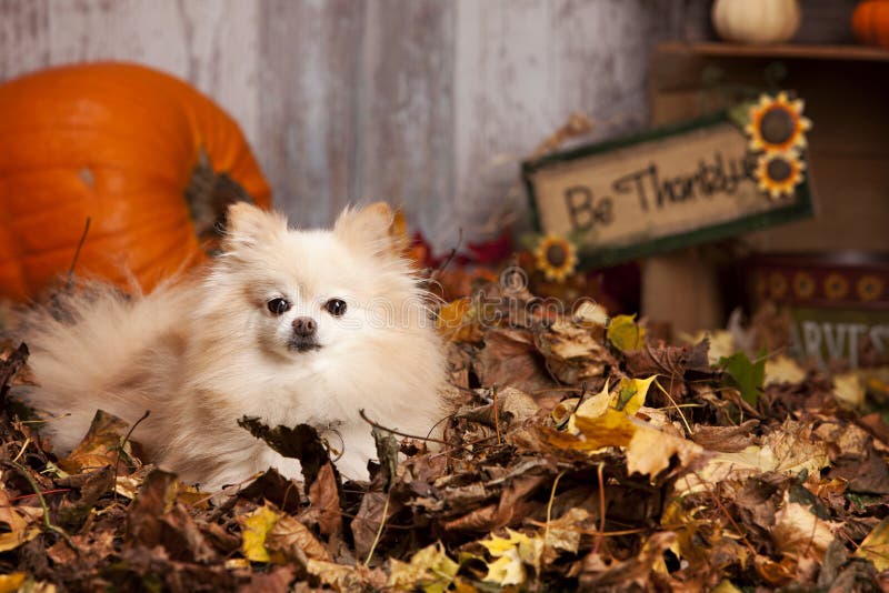 Adorable pomeranian in the leaves. Fall decor blurred out in the background. Adorable pomeranian in the leaves. Fall decor blurred out in the background.