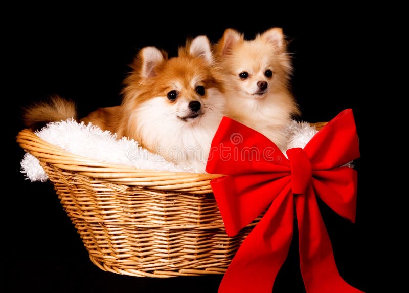 Pomeranian Present