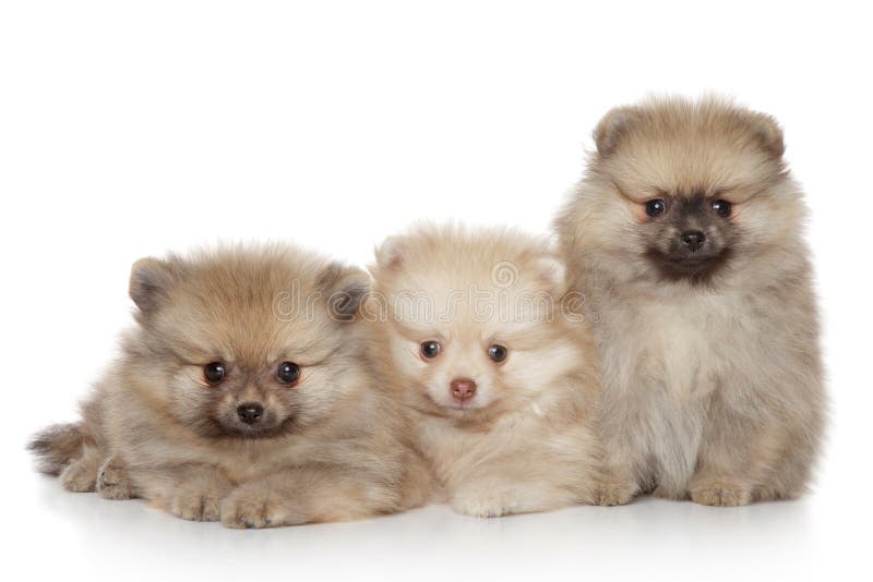 Pomeranian Puppies On White Background Stock Image - Image of three, family: 21504623