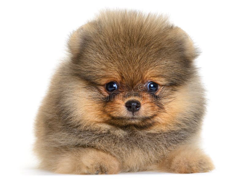 Pomeranian puppy the age of 1month isolated on white. Single mini stock images, royalty-free photos and pictures