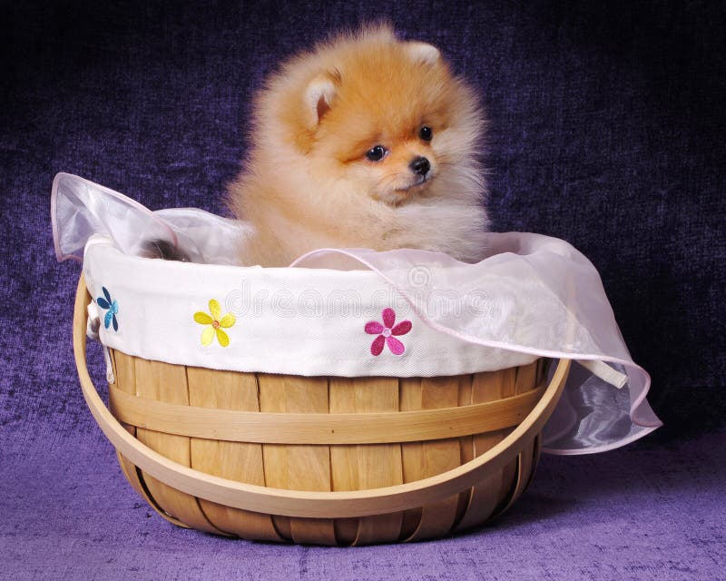 Pomeranian Puppy in Basket stock photo. Image of domesticated 8125570