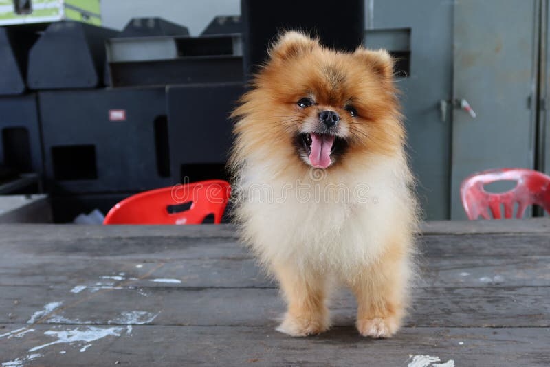 1 Pomeranian Puppy with Long, Healthy Brown Coat. Stock Image Image