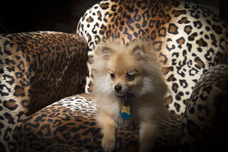 Pomeranian Puppy Dog