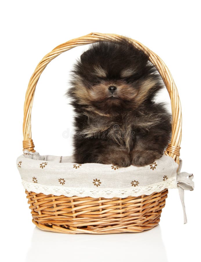 Pomeranian Puppy in Wicker Basket con Fabric fotografie stock libere da diritti