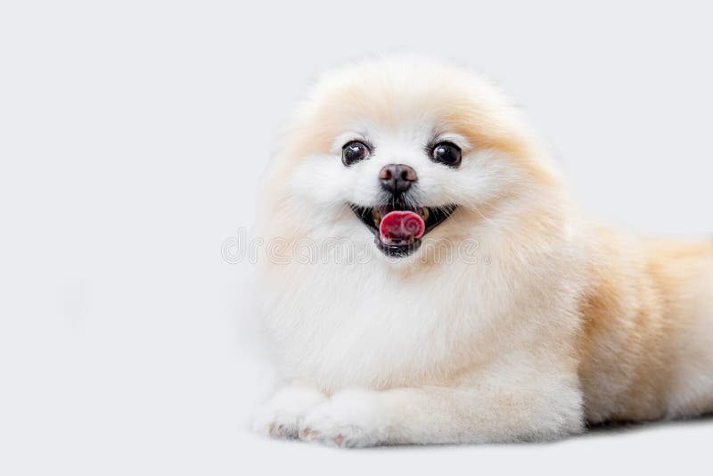 Pomeranian Spitz Happy Smile Dog Puppy Lying White Background Stock Image Image Of Hair Young