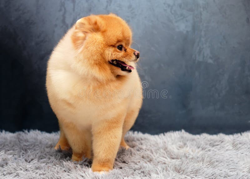 Pomeranian Standpunkte Nach Der Ausstellung Zu Hause Auf ...