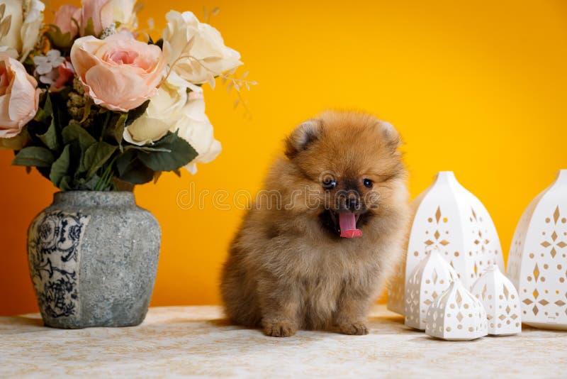 Pomeranian valpar, bu arkivfoto Pomeranian valpar, bu arkivfoto