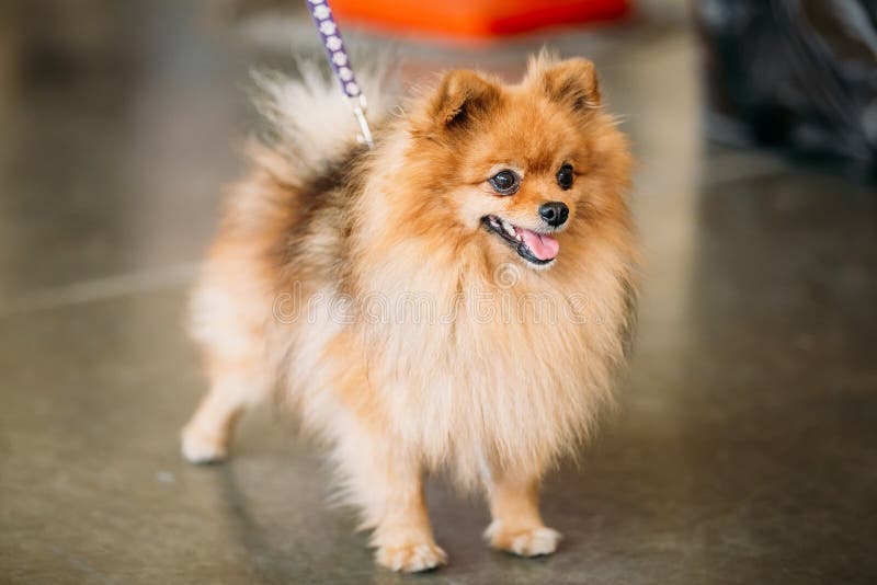 PomeranianWelpe SpitzHund Auf Boden Stockbild Bild von schauen