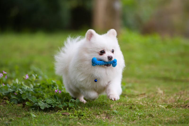 Pomeranian in the White Hair a Beautiful Dog with White Stock Photo