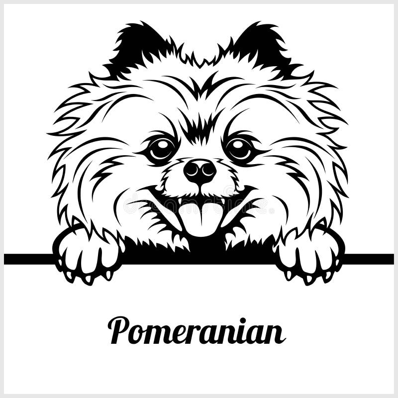 Pomeranian - σκυλιά κρυφοκοιτάγματος - - κεφάλι προσώπου φυλής που απομονώνεται στο λευκό απεικόνιση αποθεμάτων