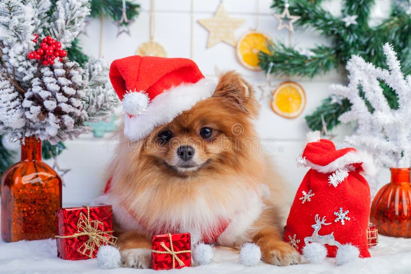Pomeranian στον ιματισμό santa σε ένα υπόβαθρο των διακοσμήσεων Χριστουγέννων στοκ εικόνες Pomeranian στον ιματισμό santa σε ένα υπόβαθρο των διακοσμήσεων Χριστουγέννων στοκ εικόνες
